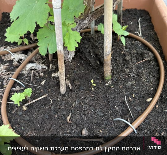 צמח מטפס עם עלים ירוקים באדנית עם צינור השקיה